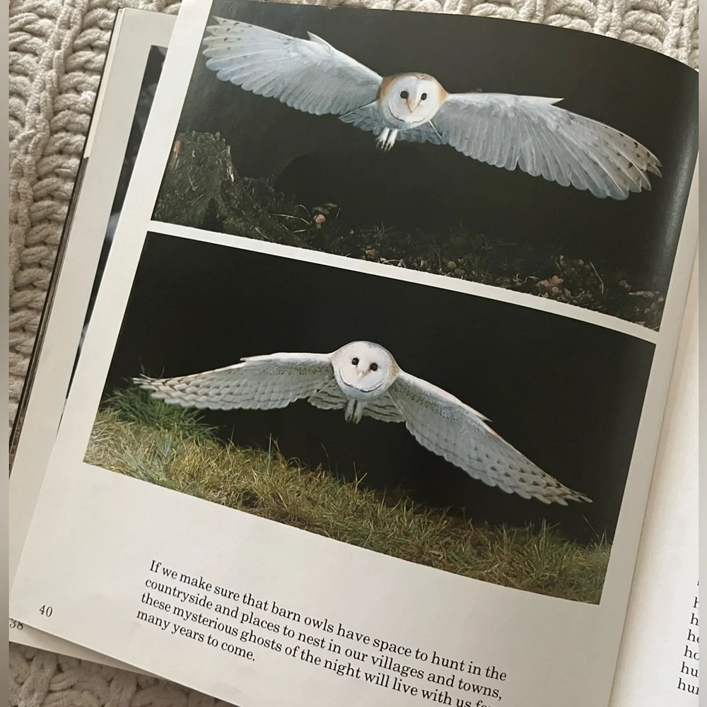 🦉”A Family of Owls” Vintage Children’s Picture Book with Color Photographs🦉 - Picture 5 of 15